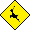 Deer or Wild Animals